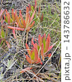 Red Tipped Carpobrotus Leaves in Sandy Coastal Vegetation 143786632