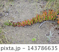 Creeping Carpobrotus Succulent Growing Across Sandy Ground 143786635