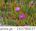 Open Magenta Ice Plant Flower and Closed Pink Bud 143786637