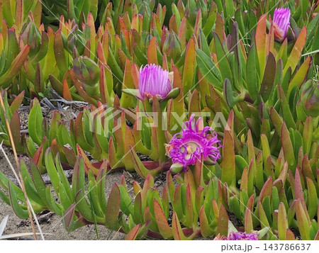 Open Magenta Ice Plant Flower and Closed Pink Bud Open Magenta Ice Plant Flower and Closed Pink Bud 143786637