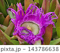Withered Magenta Carpobrotus Flower with Exposed Center 143786638