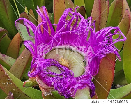 Withered Magenta Carpobrotus Flower with Exposed Center Withered Magenta Carpobrotus Flower with Exposed Center 143786638