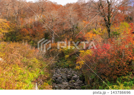 月山の紅葉 143786696
