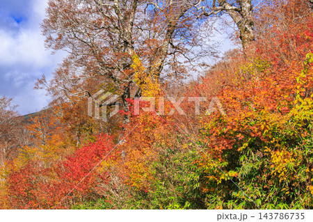 月山の紅葉 月山の紅葉 143786735