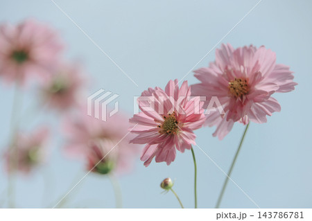 青空に咲く2輪のピンクのコスモス 水色の背景と柔らかな前ボケの秋の花 143786781
