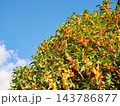 青空とオレンジ色の金木犀の花 青空とオレンジ色の金木犀の花 143786877