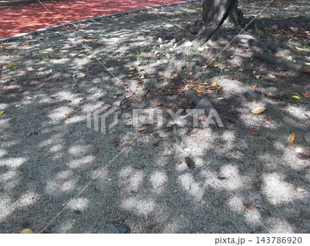落ち葉の散歩道　影 143786920