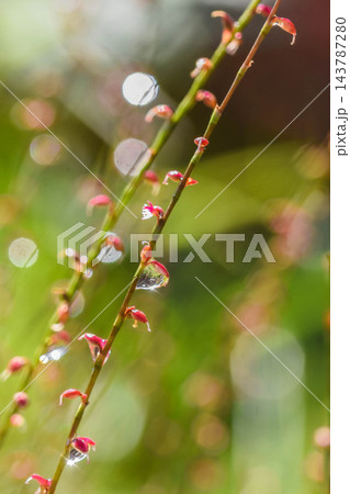 雨上がりのミズヒキの花 143787280