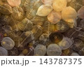 Colorful Textile Fabric Rolls Wrapped in Plastic Colorful Textile Fabric Rolls Wrapped in Plastic 143787375