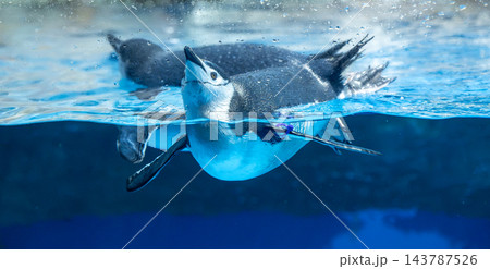 青い水槽で水面近くを泳ぐ2羽のペンギン 143787526