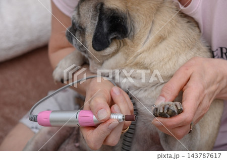 Dog grooming session with a pug in a cozy home setting, focusing on nail care and pampering moments 143787617