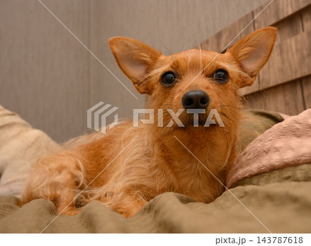Cute ginger terrier dog resting in cozy indoor bed setting Cute ginger terrier dog resting in cozy indoor bed setting 143787618
