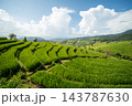 Beautiful Green Terraced Rice Fields with Blue Sky in Pa Bong Piang 143787630