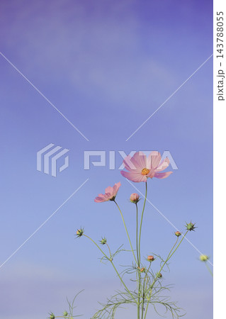 Pink Cosmos Flowers Blooming Against a Soft Blue a 143788055