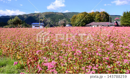 赤い蕎麦の花　秋田県 143788259