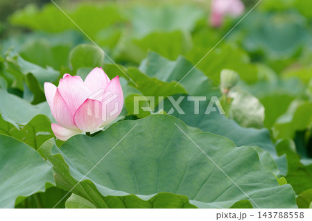 8月の不忍池で大きな緑の蓮の葉の向こうに咲くピンクの蓮の花 8月の不忍池で大きな緑の蓮の葉の向こうに咲くピンクの蓮の花 143788558