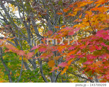 10月八幡平ハウチワカエデの神無月の若い紅葉 143789209