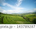 Panoramic View of Green Terraced Rice Fields at Pa Bong Piang 143789287