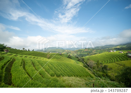 Panoramic View of Green Terraced Rice Fields at Pa Bong Piang 143789287
