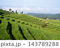 Green Terraced Rice Fields with Sea of Fog at Pa Bong Piang 143789288