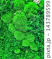 Texture of decorative grass 143789599