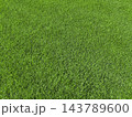 Texture of decorative grass 143789600