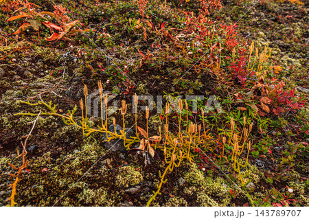 秋の樽前山登山道にて紅葉する高山植物と群生するエゾヒカゲノカズラ 秋の樽前山登山道にて紅葉する高山植物と群生するエゾヒカゲノカズラ 143789707