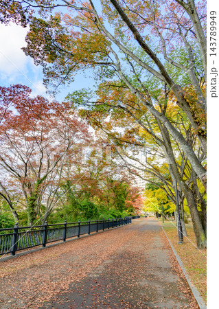 秋色 杜の都 仙台 西公園 秋色 杜の都 仙台 西公園 143789949