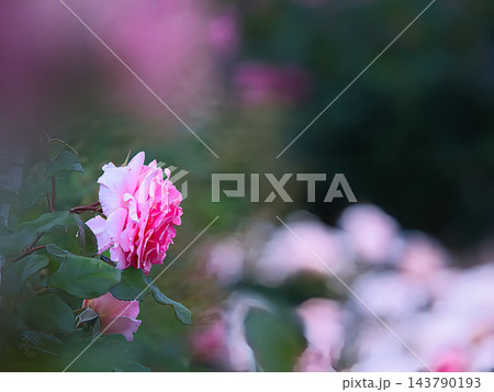 可愛いピンクの薔薇 可愛いピンクの薔薇 143790193