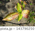 秋の公園の放置されたままの木漏れ日の当たる紫陽花の葉 (クローズアップ) 143790250