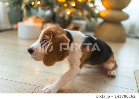 Funny cute puppy dog beagle playing near Christmas tree at home indoor. Preparation for holiday. Pet dog resting at home with Christmas decorations. Happy Merry Christmas concept Funny cute puppy dog beagle playing near Christmas tree at home indoor. Preparation for holiday. Pet dog resting at home with Christmas decorations. Happy Merry Christmas concept 143790362