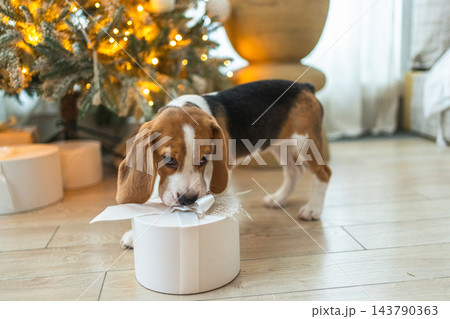 Funny cute puppy dog beagle with gift box playing near Christmas tree at home indoor. Preparation for holiday. Pet dog resting at home with Christmas decorations. Happy Merry Christmas concept 143790363