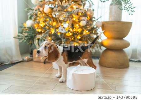 Funny cute puppy dog beagle with gift box playing near Christmas tree at home indoor. Preparation for holiday. Pet dog resting at home with Christmas decorations. Happy Merry Christmas concept Funny cute puppy dog beagle with gift box playing near Christmas tree at home indoor. Preparation for holiday. Pet dog resting at home with Christmas decorations. Happy Merry Christmas concept 143790398