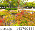 黄葉のドウダンツツジの植え込みのある住宅地の秋の公園風景 143790434
