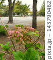 枯れた紫陽花の花のある秋の朝の公園風景 143790462