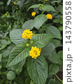 道端に咲く黄色いランタナの花 143790558