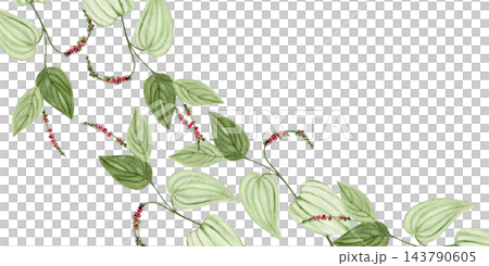 Hand painted watercolor botanical frame featuring Cambodian Kampot pepper vines with lush green foliage and colorful peppercorn clusters on a white background. Elegant tropical design with copy space 143790605