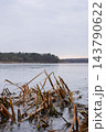 Winter dry reed grass swaying beside frozen river in winter with ice. Cold weather condition. Concept of climate change and global warming 143790622