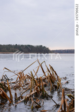 Winter dry reed grass swaying beside frozen river in winter with ice. Cold weather condition. Concept of climate change and global warming 143790622