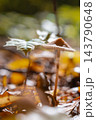 Wild Forest Mushrooms with White Toadstools Among Woodland Vegetation. Contrasting fungal species in their natural habitat highlighting delicate textures colorful caps and organic growth patterns 143790648