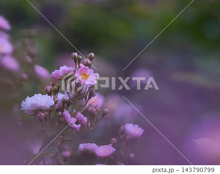 白とピンクのバラの花 143790799