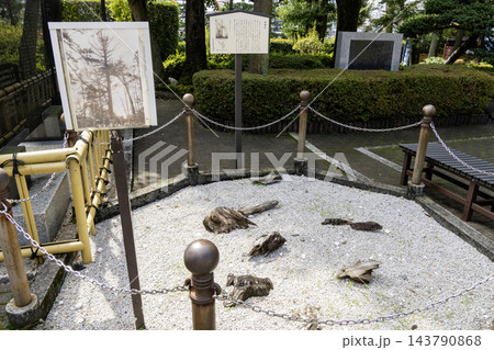 中野沼袋氷川神社　太田道灌ゆかりの道灌杉跡　東京都中野区沼袋1丁目 143790868
