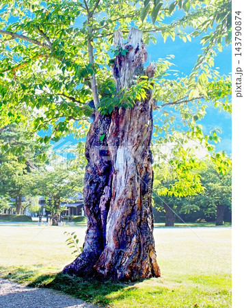 北海道、五稜郭公園に立つソメイヨシノ、残った幹と腐朽した材を養分として命を繋ぎ再生が進められる 143790874