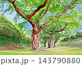 北海道、五稜郭公園に立つソメイヨシノ、幹表面を縦すじ状に肥大隆起させ樹体を支え、大枝を成長させる 143790880
