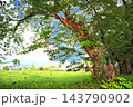 北海道、戸切地陣屋桜並木、幹残存部により生命が維持され再生を続ける、歴史の重みを感じさせる個体である 143790902