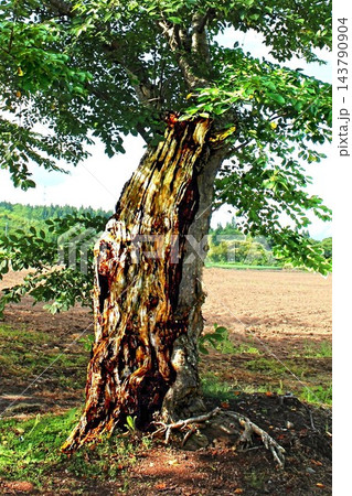 北海道、戸切地陣屋桜並木、幹残存部により生命が維持され再生を続ける、歴史の重みを感じさせる個体である 北海道、戸切地陣屋桜並木、幹残存部により生命が維持され再生を続ける、歴史の重みを感じさせる個体である 143790904