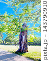 北海道、五稜郭公園に立つソメイヨシノ、残った幹と腐朽した材を養分として命を繋ぎ再生が進められる 143790910