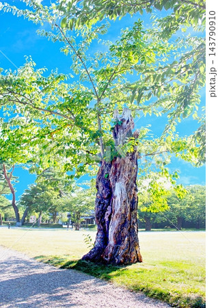 北海道、五稜郭公園に立つソメイヨシノ、残った幹と腐朽した材を養分として命を繋ぎ再生が進められる 143790910