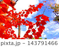 秋色の赤い木の葉 143791466