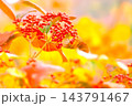 ガマズミの赤い実 143791467